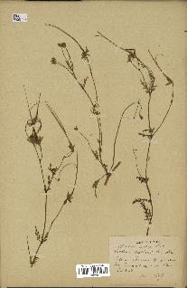 spécimen de Erodium botrys