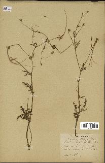 spécimen de Erodium botrys