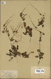 spécimen de Erodium botrys