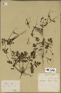 spécimen de Erodium botrys