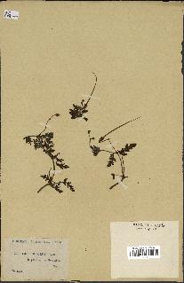 spécimen de Erodium botrys