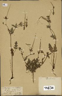 spécimen de Erodium botrys