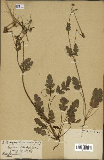 spécimen de Erodium botrys