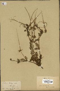 spécimen de Erodium botrys