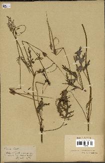 spécimen de Erodium botrys