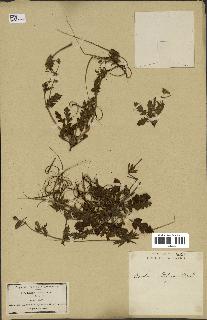 spécimen de Erodium botrys