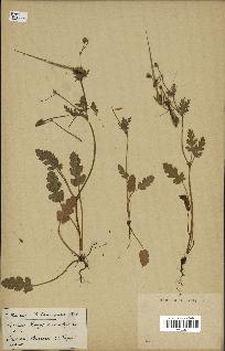 spécimen de Erodium botrys