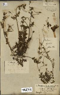 spécimen de Erodium botrys