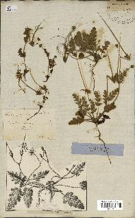spécimen de Erodium botrys