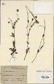 spécimen de Erodium botrys