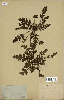 spécimen de Erodium botrys