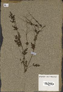 spécimen de Erodium botrys