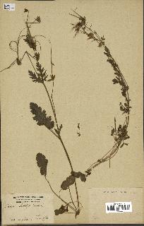 spécimen de Erodium botrys
