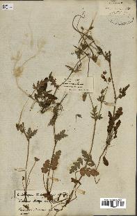 spécimen de Erodium botrys