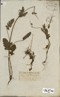 spécimen de Erodium botrys