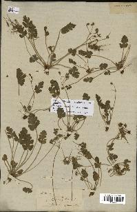 spécimen de Erodium atlanticum