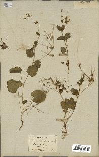 spécimen de Erodium chium
