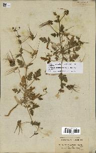 spécimen de Erodium malacoides