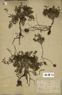 spécimen de Erodium hirtum