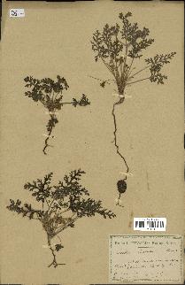 spécimen de Erodium hirtum