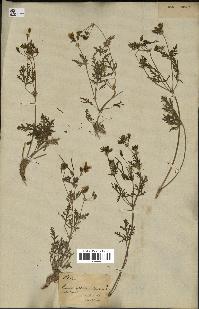 spécimen de Erodium hirtum