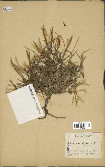 spécimen de Erodium hirtum