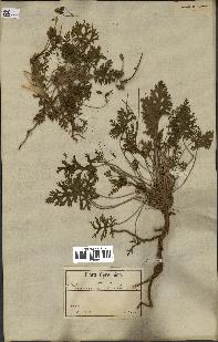 spécimen de Erodium hirtum