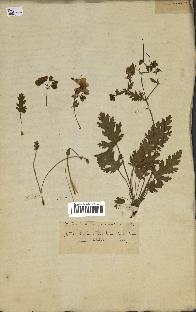 spécimen de Erodium hirtum