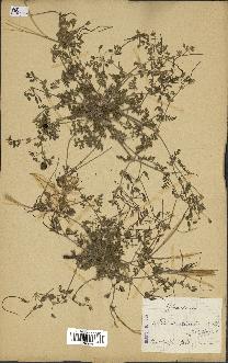 spécimen de Erodium hirtum