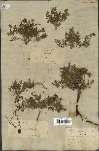 spécimen de Erodium hirtum