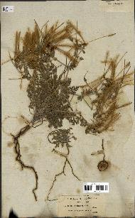 spécimen de Erodium hirtum