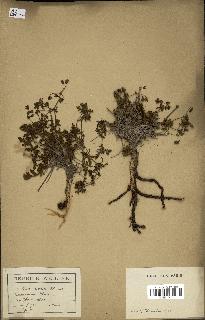 spécimen de Erodium hirtum
