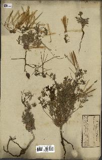 spécimen de Erodium hirtum