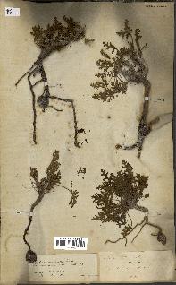 spécimen de Erodium hirtum