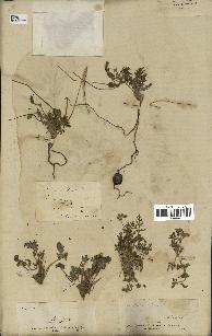 spécimen de Erodium hirtum