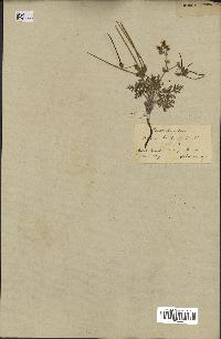 spécimen de Erodium hirtum