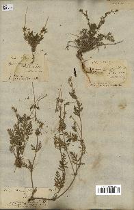 spécimen de Erodium hirtum