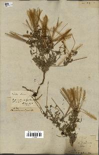 spécimen de Erodium hirtum