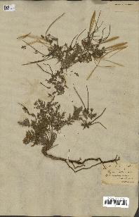 spécimen de Erodium hirtum