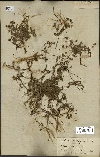 spécimen de Erodium hirtum