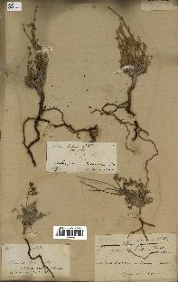 spécimen de Erodium hirtum