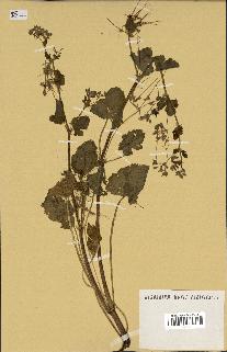 spécimen de Erodium chium