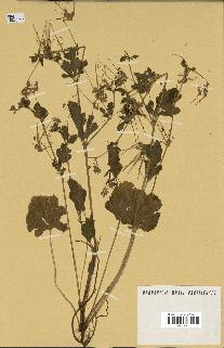 spécimen de Erodium chium