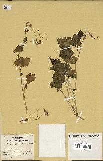 spécimen de Erodium chium