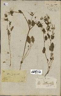 spécimen de Erodium chium