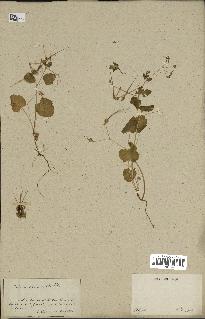 spécimen de Erodium chium