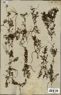 spécimen de Erodium cicutarium