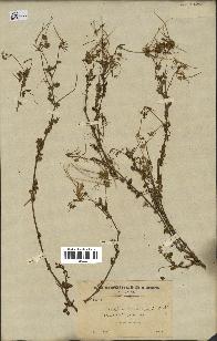 spécimen de Erodium cicutarium