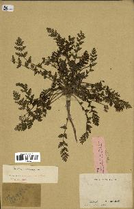 spécimen de Erodium cicutarium