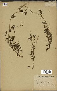 spécimen de Erodium cicutarium